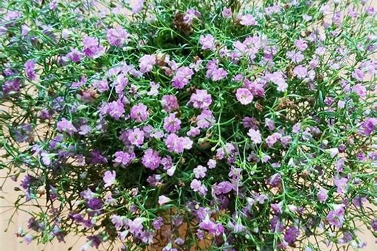 硫酸钾肥料的作用和功效