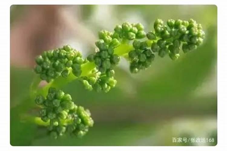 小麦叶面肥喷施要点 小麦怎么施肥