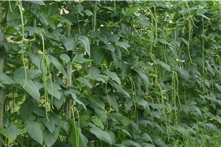 兔子吃菠萝蜜的叶子可以吗？为什么？