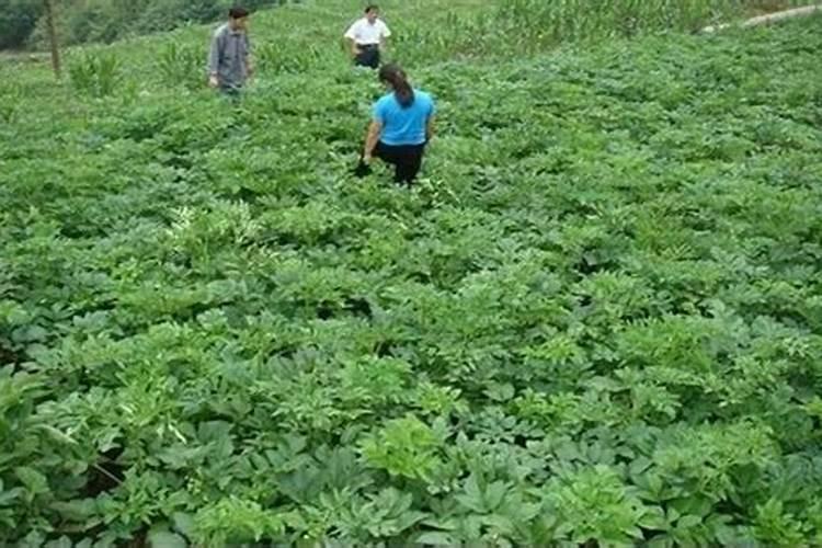 考察报告  2023年白芷产新考察报告