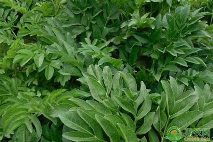 白芨种植后喷打哪种农药,比如病菌预防和叶面肥之类的