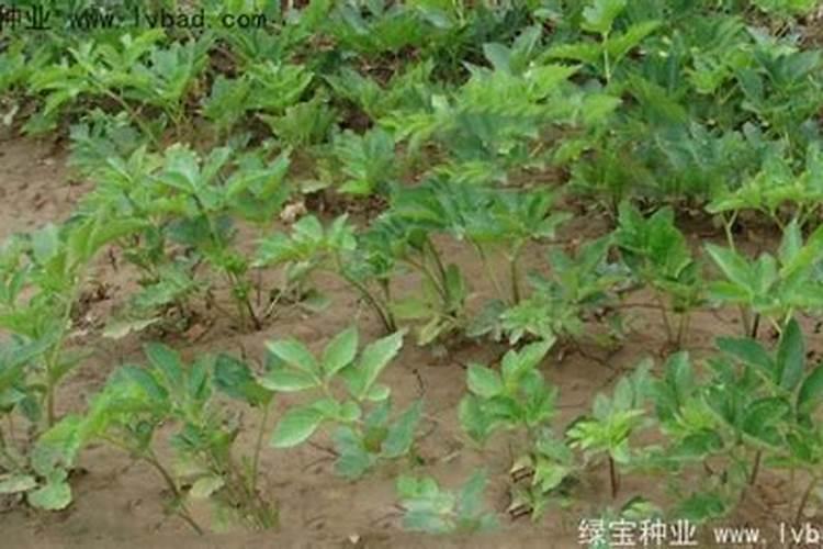 白芷种植技术及亩收益