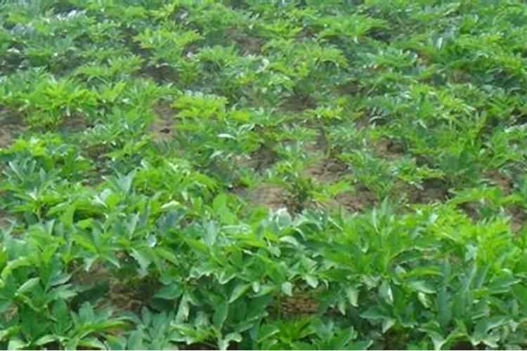 白芷还能种植吗