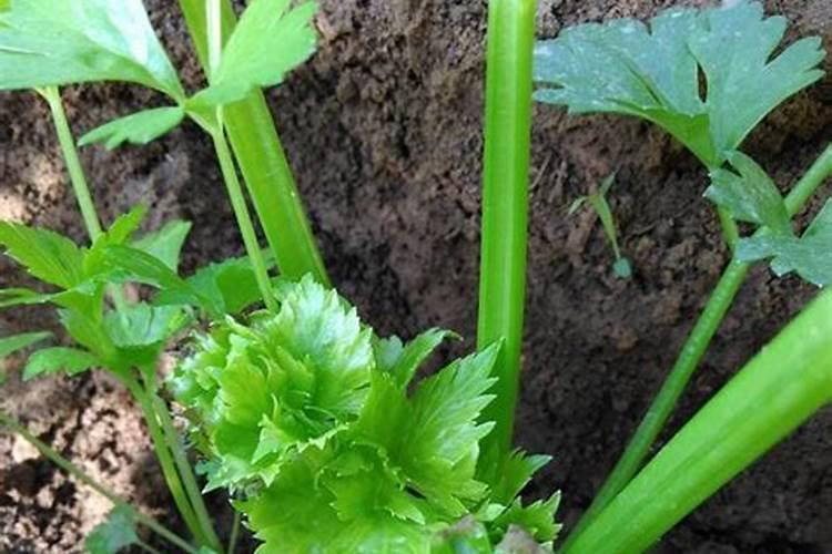 芹菜种植10大忌