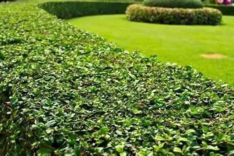 园林绿化养护措施有哪些？