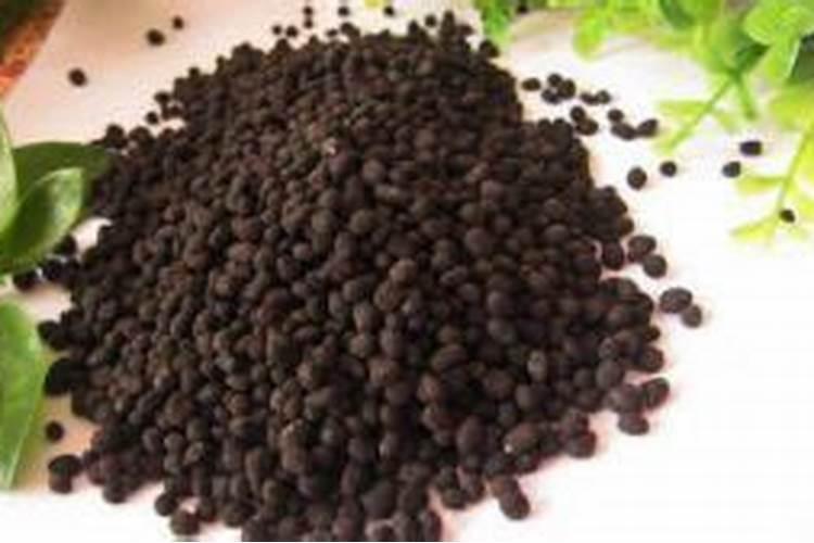 阿司匹林可以浇滴水观音吗