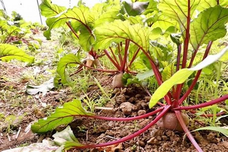 催芽肥料和催花肥料的区别