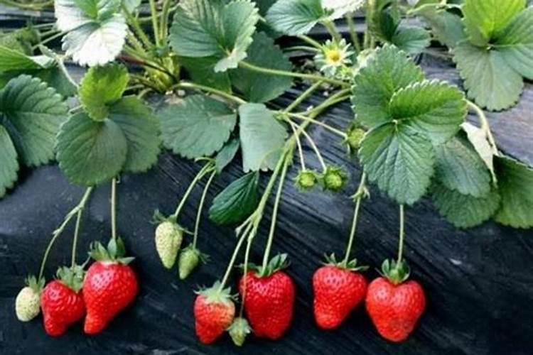 茉莉花喜肥吗？喜欢施什么肥料