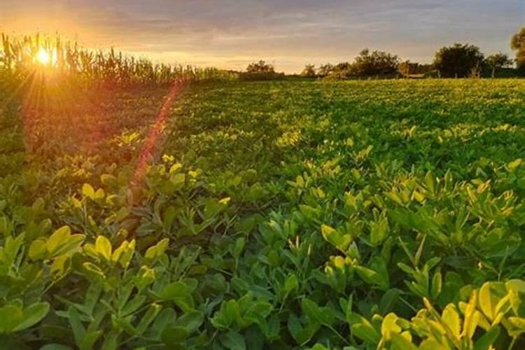 桃树如何使用芸苔素