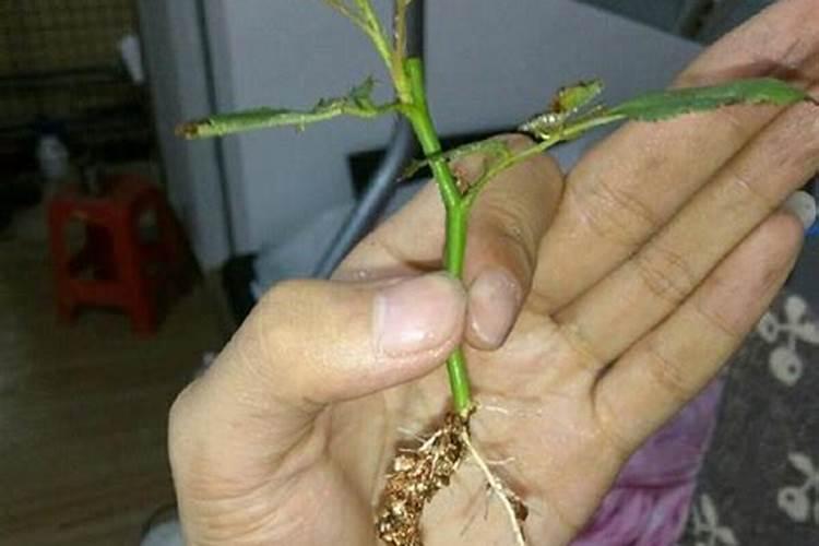 刚刚扦插成活的月季用什么肥料好