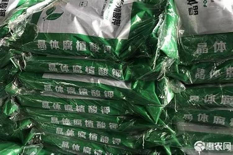 枣树移栽后多久浇水