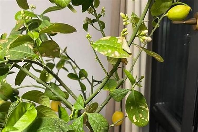 青苔可以做花土吗？