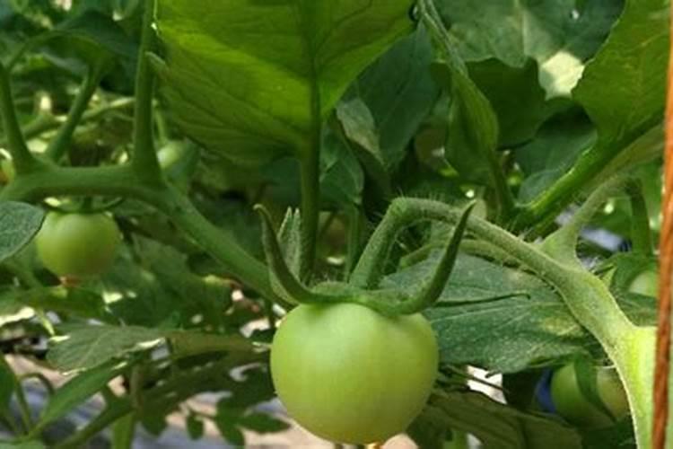 洋葱的种植技术与管理