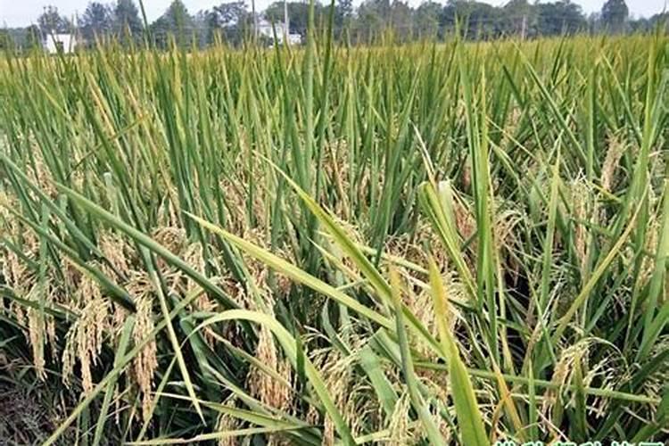 盐碱地水稻怎样施用磷钾肥？