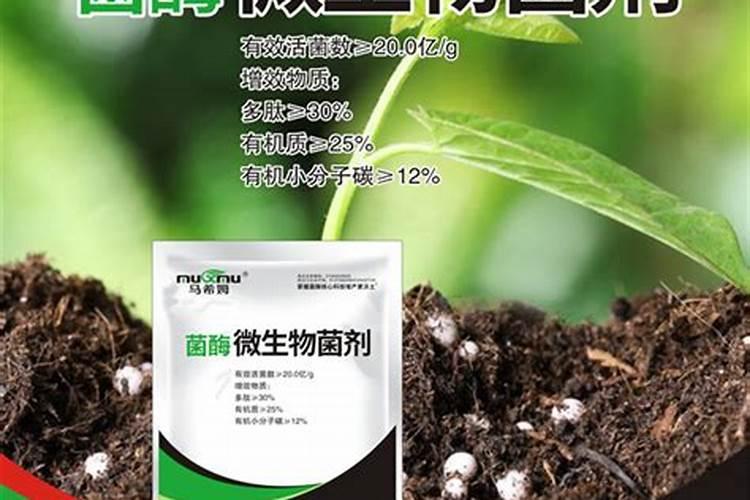 芒果叶斑病用什么药