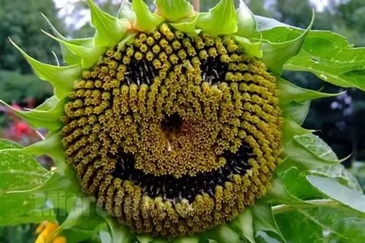 向日葵施什么肥最好