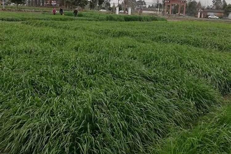 黑麦草栽培技术