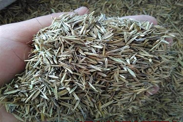 黑麦草什么时候播种,黑麦草种植方法