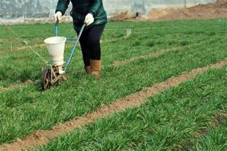 水稻施肥,用哪种增产效果比较明显