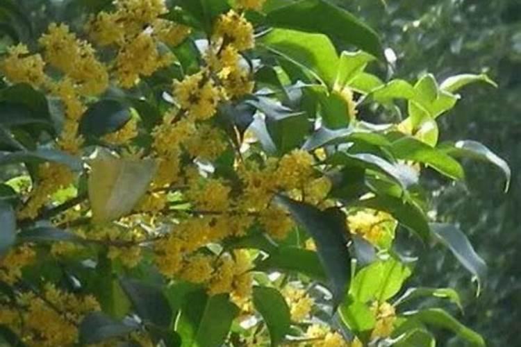 小麦喷施水溶肥4小时后下雨有影响吗？