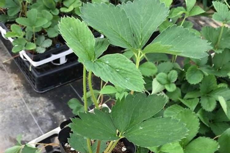 草莓开花了可以施什么肥