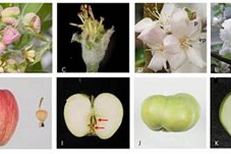 苹果树追肥用什么肥料
