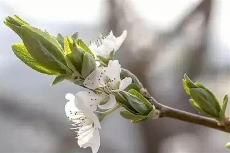 亚磷酸钾用在果树控旺在什么时期使用效果更好？