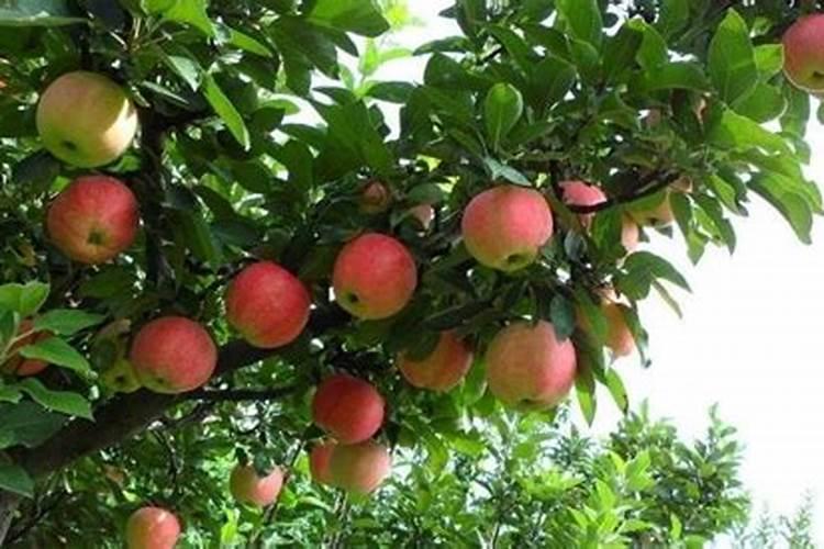 苹果树用什么肥料进行追肥