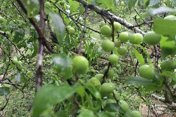 什么季节种玉露寿