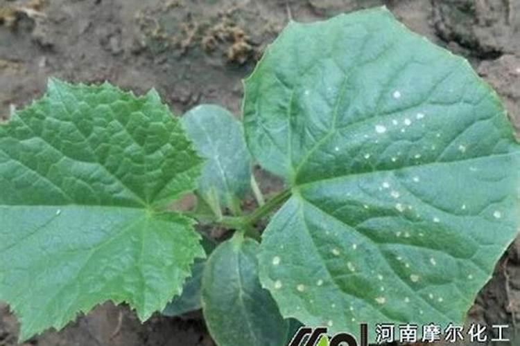 多肽对皮肤有什么作用