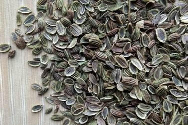 药用防风如何种植,种子用处理一下吗？