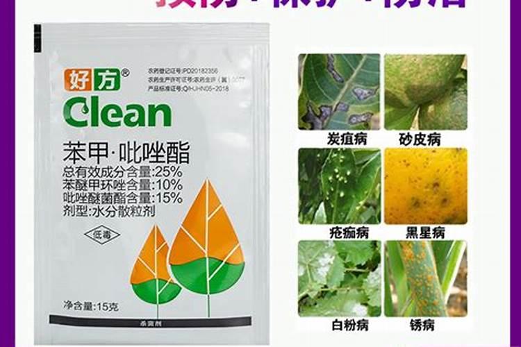 如何给竹子浇水