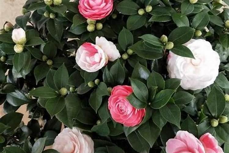 山茶花施肥时间