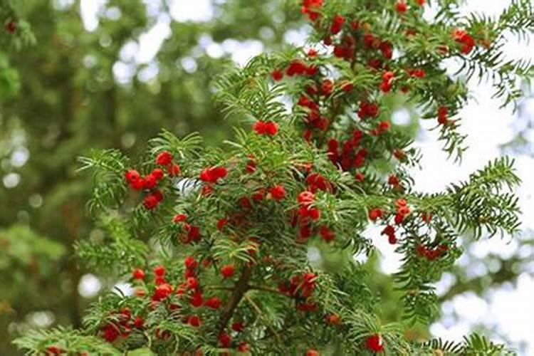 红豆杉适合施什么肥？