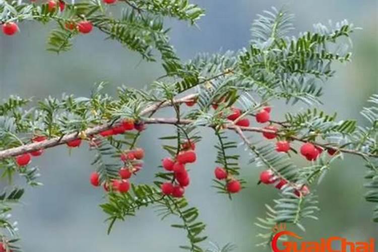 红豆杉施什么肥最好