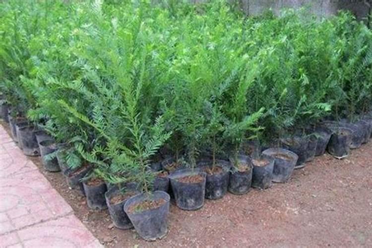 红豆杉底肥放什么肥好(底肥施用方法)