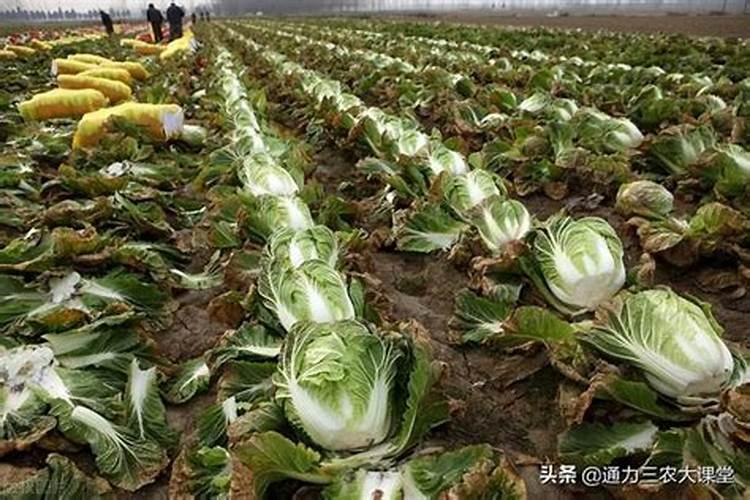 白菜施尿素的正确方法