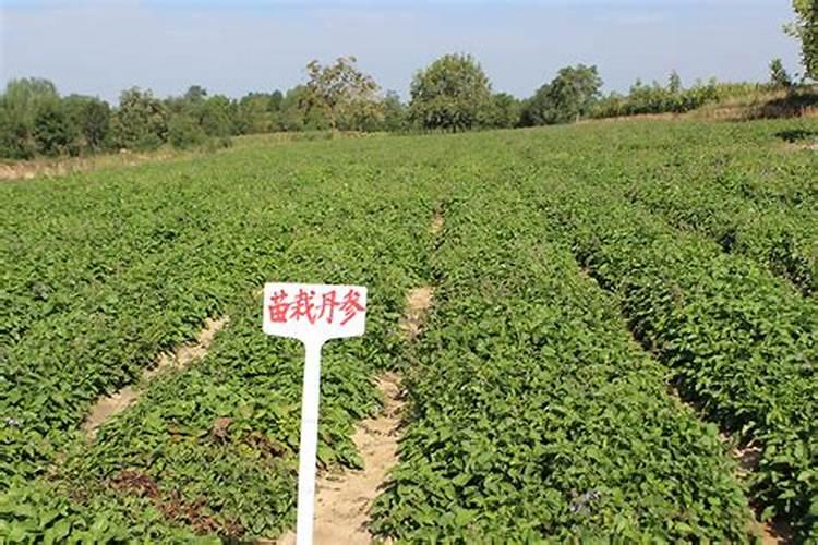 重茬西瓜怎样施肥