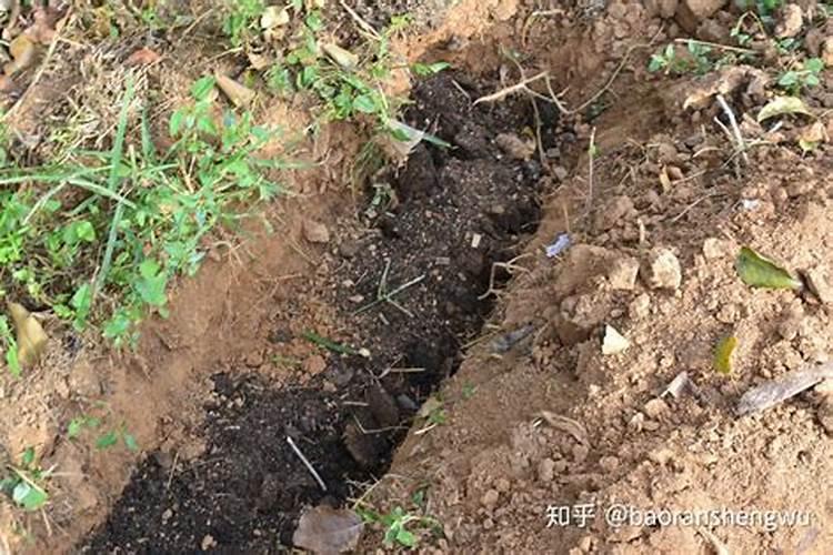 大蒜肥料严重烧根怎样补救 大蒜烧根补救办法