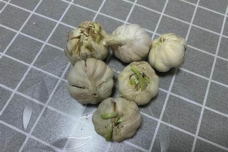 大蒜施什么肥最好