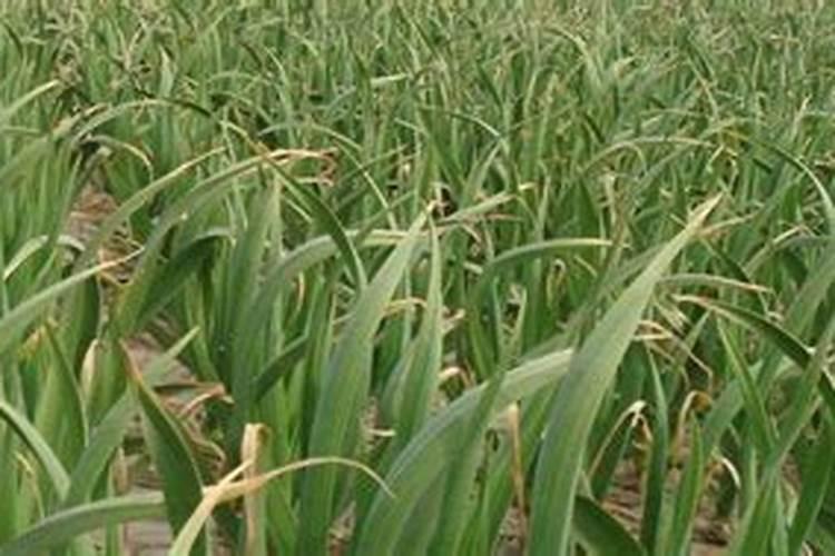 大蒜用含氯的化肥行吗