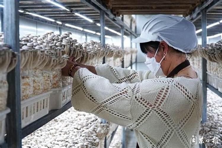 请问这个是什么品种的菌类？多少钱一斤？有什么功效及价值？