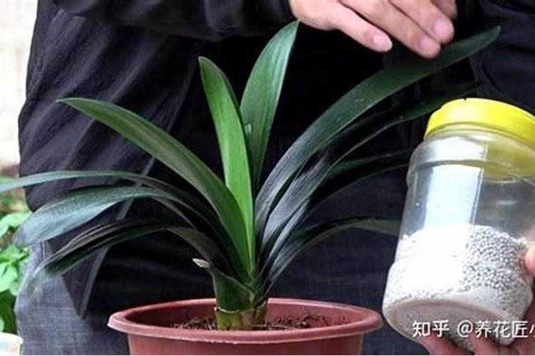 怎么才能使芦荟叶片长宽？