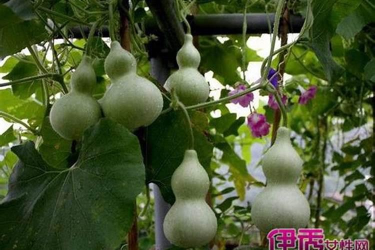 葫芦坐果期如何施肥