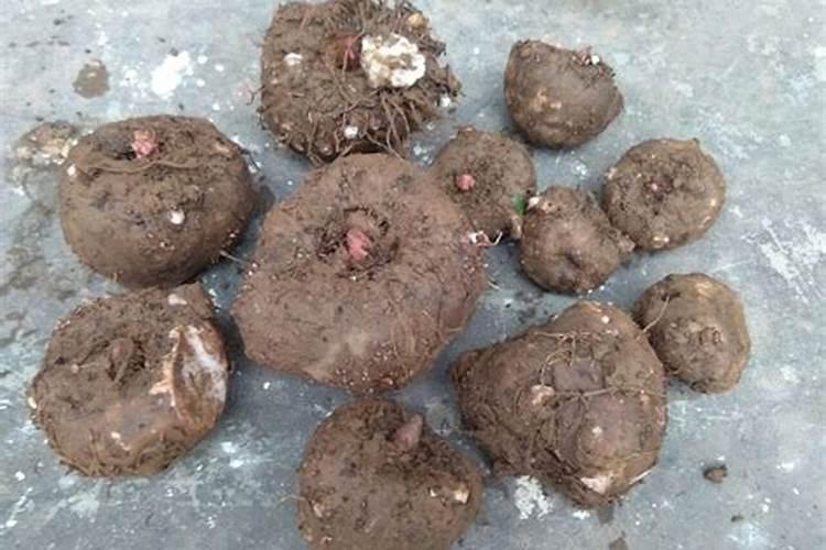 魔芋出苗后施什么肥