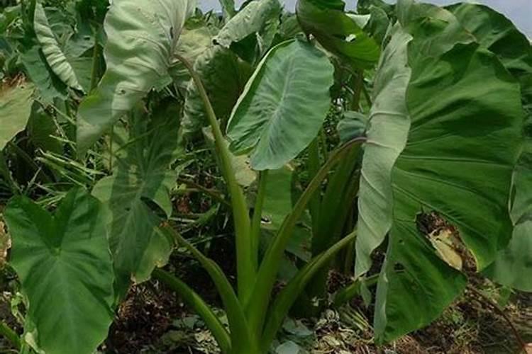 魔芋底肥可以用什么