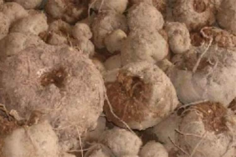 种魔芋用什么肥料好