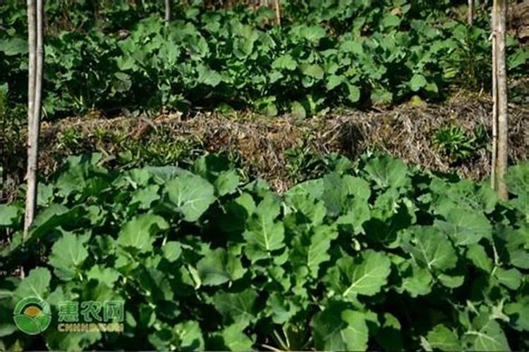 油菜移栽后几天可施肥