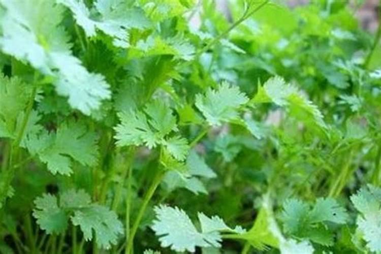 香菜的生长特性和需肥特性都有哪些要点？
