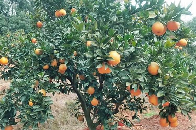 开垦土地的机器有哪些？